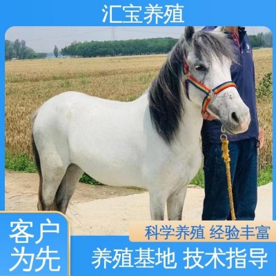 饲料五谷杂粮 提供技术指导 进口矮马设特兰 景区观赏乘骑图5