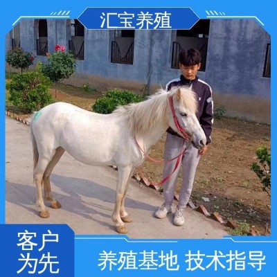 饲料五谷杂粮 提供技术指导 进口矮马设特兰 景区观赏乘骑图2