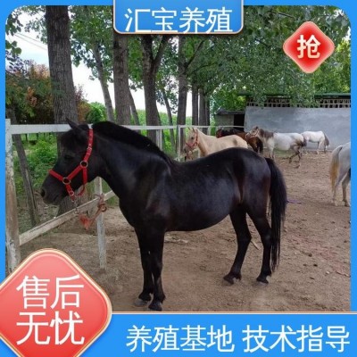 饲料五谷杂粮 提供技术指导 进口矮马设特兰 景区观赏乘骑图3