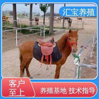 饲料五谷杂粮 提供技术指导 进口矮马设特兰 景区观赏乘骑图4