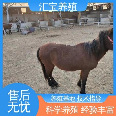 景区观赏乘骑 提供技术指导 饲料五谷杂粮 小矮马图3