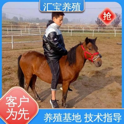 景区观赏乘骑 提供技术指导 饲料五谷杂粮 小矮马图4