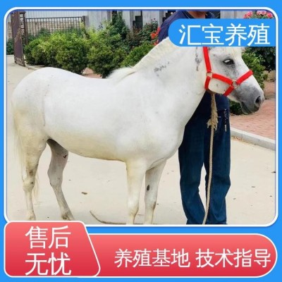 景区观赏乘骑 提供技术指导 饲料五谷杂粮 小矮马图2