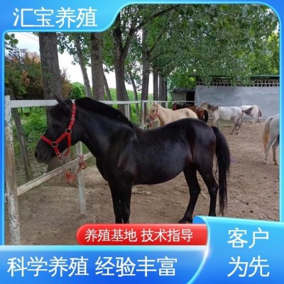 景区观赏乘骑 提供技术指导 饲料五谷杂粮 小矮马图5