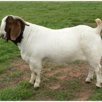 波尔山羊羊苗 三个月的白山羊 纯种波尔 山羊养殖 可上门指导图4