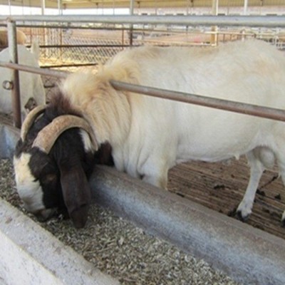 波尔山羊羊苗 三个月的白山羊 纯种波尔 山羊养殖 可上门指导图2