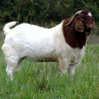 波尔山羊羊苗 三个月的白山羊 纯种波尔 山羊养殖 可上门指导图5