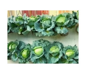 只需要几个油桶，就能在家种出高产的大包菜，方法简单值得一试！