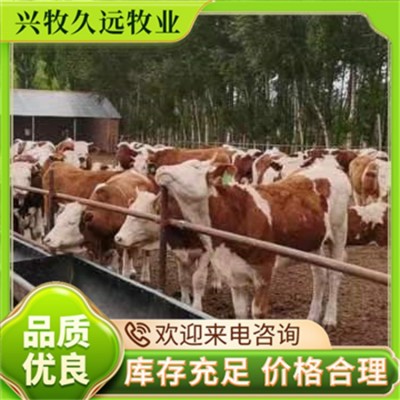 西门塔尔成年牛 抗病力强皮实 成活率高 支持提前预定图4