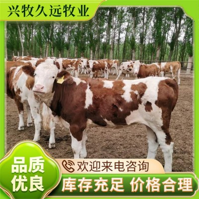 西门塔尔成年牛 抗病力强皮实 成活率高 支持提前预定图5