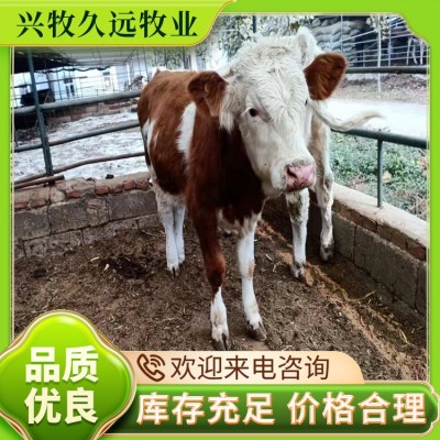 西门塔尔成年牛 抗病力强皮实 成活率高 支持提前预定图3
