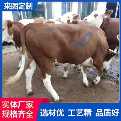 实地考察西门塔尔牛供应 存活率98% 纯种 品质优秀图4