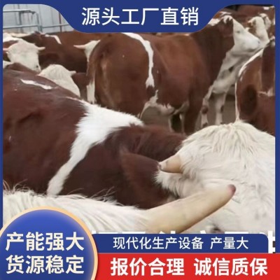 实地考察西门塔尔牛供应 存活率98% 纯种 品质优秀图2