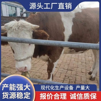 实地考察西门塔尔牛供应 存活率98% 纯种 品质优秀图3