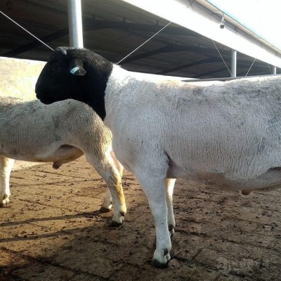 纯种湖羊图片 成年杂交杜寒杂交羊 羊羔改良育肥种公羊 繁殖能力强图5