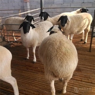 纯种湖羊图片 成年杂交杜寒杂交羊 羊羔改良育肥种公羊 繁殖能力强图3