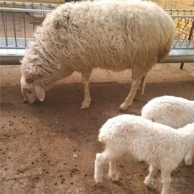 纯种湖羊图片 成年杂交杜寒杂交羊 羊羔改良育肥种公羊 繁殖能力强图4