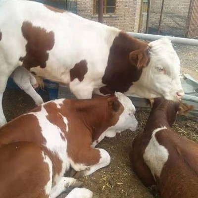 养殖场成年西门塔尔牛 改良种公牛 繁殖能力强图4