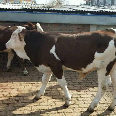 养殖场成年西门塔尔牛 改良种公牛 繁殖能力强图5