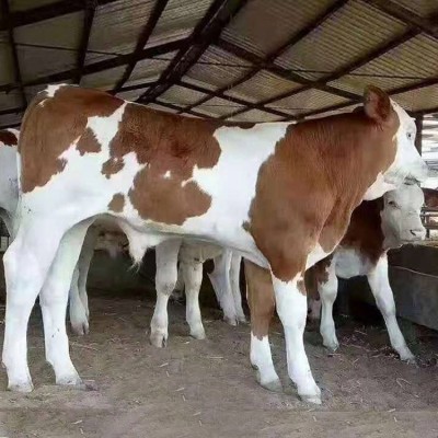 养殖场成年西门塔尔牛 改良种公牛 繁殖能力强图2