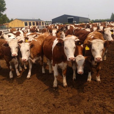 改良西门塔尔牛 养牛场杂交脱温肉牛 500斤 提供养殖技术 隆泰图5