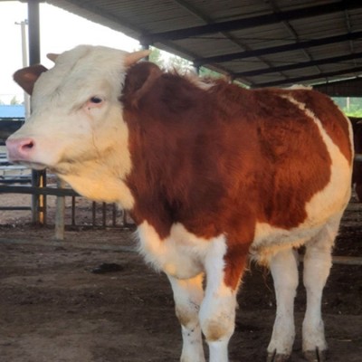 改良西门塔尔牛 养牛场杂交脱温肉牛 500斤 提供养殖技术 隆泰图3