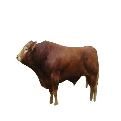 免费运输肉牛 肉牛犊 农业养殖 农村养殖创业项目图5