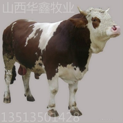 免费运输肉牛 肉牛犊 农业养殖 农村养殖创业项目图4