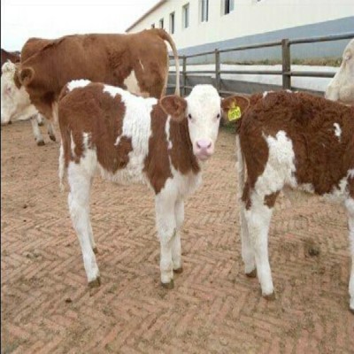 一头小牛犊多少钱 2024年牛犊价格 牛犊子价格图3