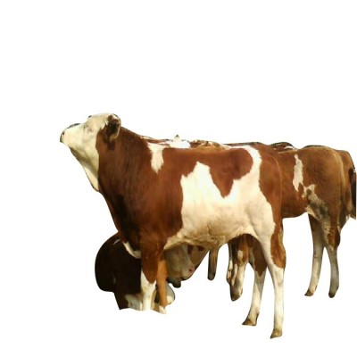 一头小牛犊多少钱 2024年牛犊价格 牛犊子价格图4