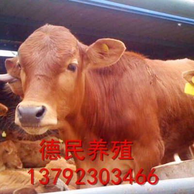 长期供应西门塔尔肉牛 鲁西黄牛肉牛犊改良批发 肉牛养殖场图2