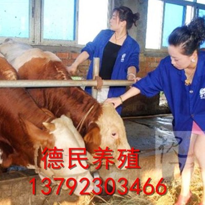 长期供应西门塔尔肉牛 鲁西黄牛肉牛犊改良批发 肉牛养殖场图5