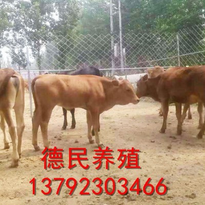 长期供应西门塔尔肉牛 鲁西黄牛肉牛犊改良批发 肉牛养殖场图3