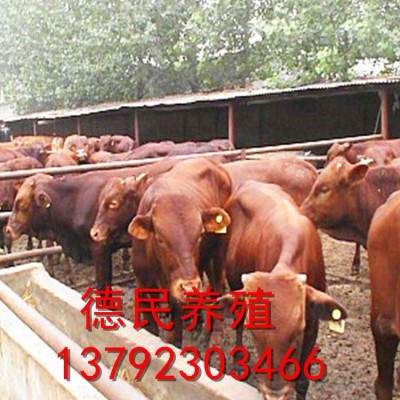 长期供应西门塔尔肉牛 鲁西黄牛肉牛犊改良批发 肉牛养殖场图4