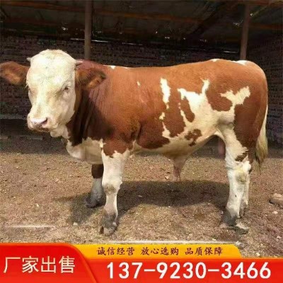 西门塔尔牛多少钱一头 西门塔尔牛牛犊一头多少钱图4