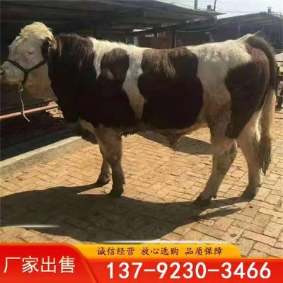 西门塔尔牛多少钱一头 西门塔尔牛牛犊一头多少钱图2