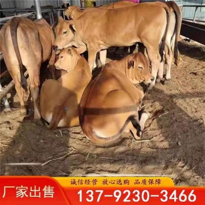 西门塔尔牛多少钱一头 西门塔尔牛牛犊一头多少钱图5