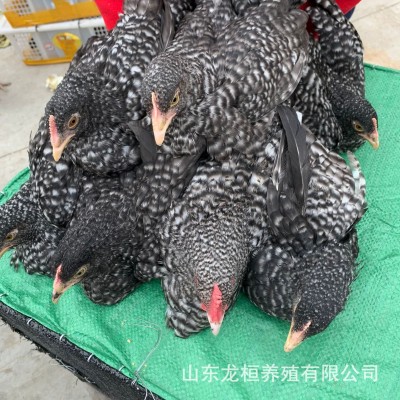大量出售一斤芦花鸡苗活体脱温芦花鸡活苗散养成年芦花鸡种蛋价格图2