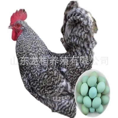 大量出售一斤芦花鸡苗活体脱温芦花鸡活苗散养成年芦花鸡种蛋价格图5