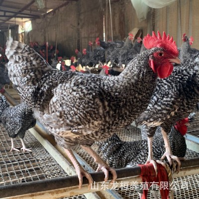 大量出售一斤芦花鸡苗活体脱温芦花鸡活苗散养成年芦花鸡种蛋价格图4