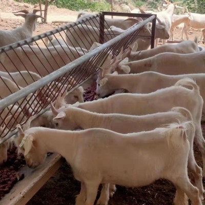 山西农户养殖绒山羊现货公羊母羊市场价格生羊绒山羊图4