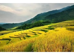 云南：树立大农业观、大食物观，加快建设特色农业强省