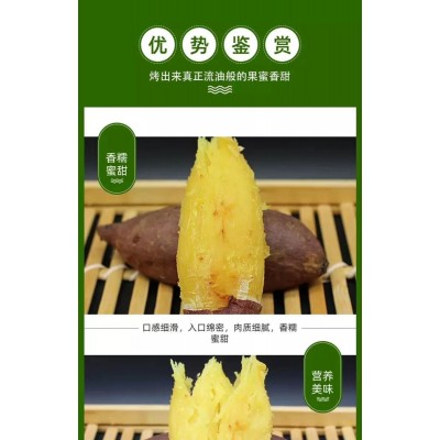日本玛莎莉红薯高端品种红皮黄肉现挖现卖老少皆宜图4