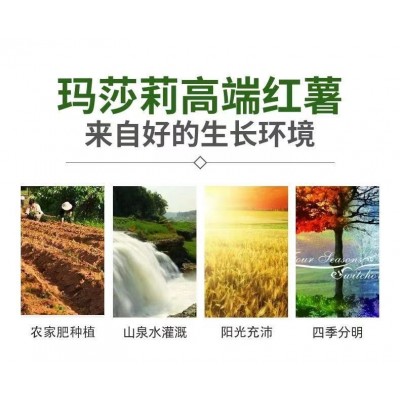 日本玛莎莉红薯高端品种红皮黄肉现挖现卖老少皆宜图5