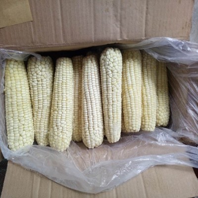白糯玉米棒速冻食品/商用批发厂家直销-东北特色小吃冷冻玉米棒图3