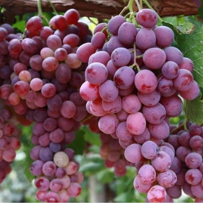 新鲜无籽提子葡萄孕妇水果应季现摘超甜克伦生红提一箱一件代发图3