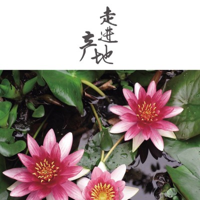 产地芡实干货500g包邮鸡头米新鲜大颗粒芡实米红皮欠实芡实茶图3