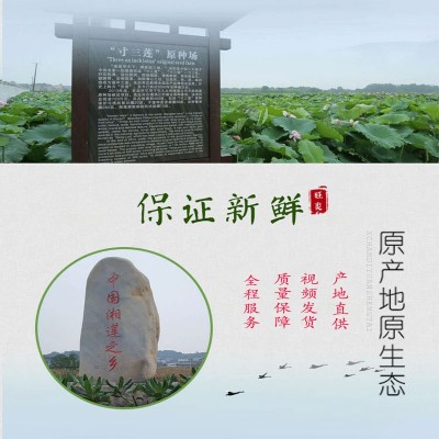 大颗湘潭莲子干货500g无芯莲子米去芯磨皮白莲子去心湘莲湖南产地图3