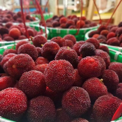 浙江仙居东魁新鲜杨梅鲜果当季水果现摘现发顺丰冷链颗粒礼品图4