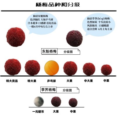 浙江仙居东魁新鲜杨梅鲜果当季水果现摘现发顺丰冷链颗粒礼品图2